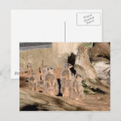 Meerkats Postkarte (Vorne/Hinten)