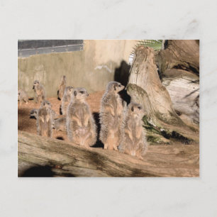 Meerkats Postkarte