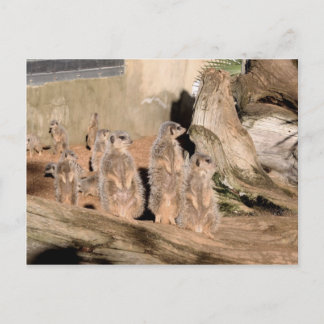 Meerkats Postkarte