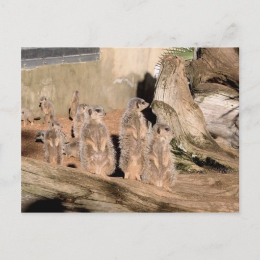Meerkats Postkarte (Vorderseite)