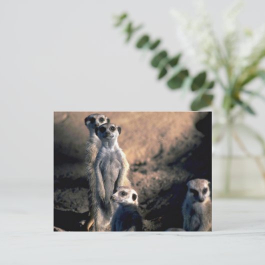 Meerkats Postkarte (Stehend Vorderseite)