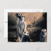 Meerkats Postkarte (Vorne/Hinten)