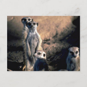 Meerkats Postkarte