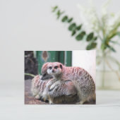 Meerkats Postkarte (Stehend Vorderseite)