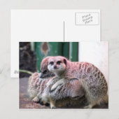 Meerkats Postkarte (Vorne/Hinten)
