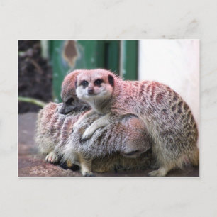 Meerkats Postkarte