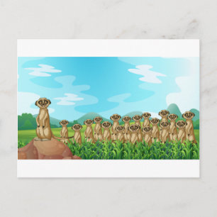 Meerkats Postkarte