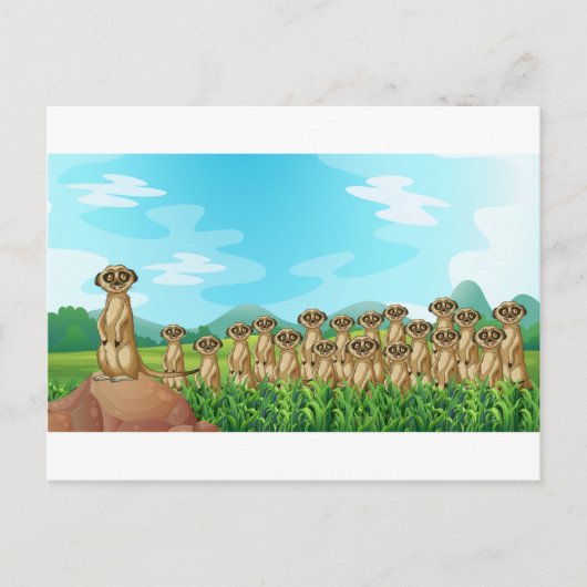 Meerkats Postkarte (Vorderseite)
