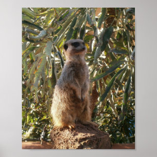 Meerkatze und große grüne Blätter, Poster