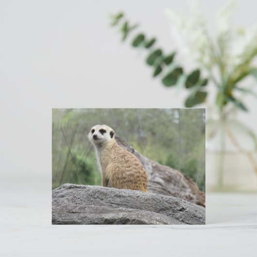 Meerkcat (0447) Postkarte (Stehend Vorderseite)