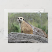 Meerkcat (0447) Postkarte (Vorne/Hinten)