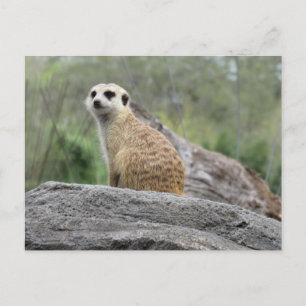 Meerkcat (0447) Postkarte