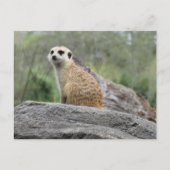 Meerkcat (0447) Postkarte (Vorderseite)