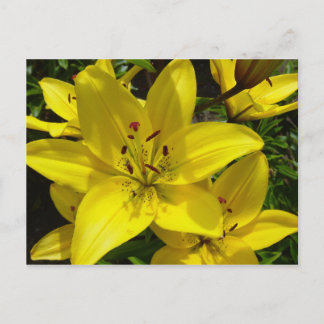 Meerkerk Gardens Postkarte