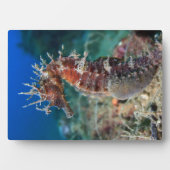 Meerpferd | Hippocampus Ramulosus Fotoplatte (Vorderseite)