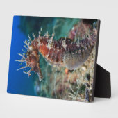 Meerpferd | Hippocampus Ramulosus Fotoplatte (Seite)