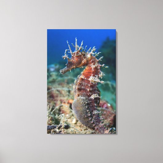 Meerpferd | Hippocampus Ramulosus Leinwanddruck (Vorderseite)