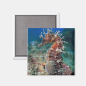 Meerpferd | Hippocampus Ramulosus Magnet (Vorderseite/Rückseite)