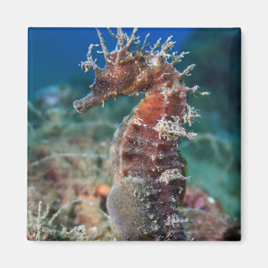 Meerpferd | Hippocampus Ramulosus Magnet (Vorne)