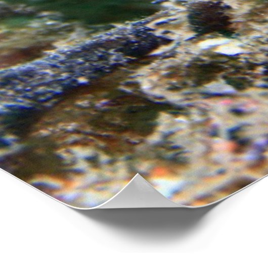 Meerpferd | Hippocampus Ramulosus Poster (Ecke)