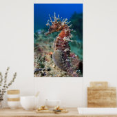 Meerpferd | Hippocampus Ramulosus Poster (Küche)