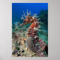 Meerpferd | Hippocampus Ramulosus