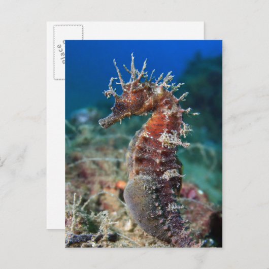 Meerpferd | Hippocampus Ramulosus Postkarte (Vorne/Hinten)