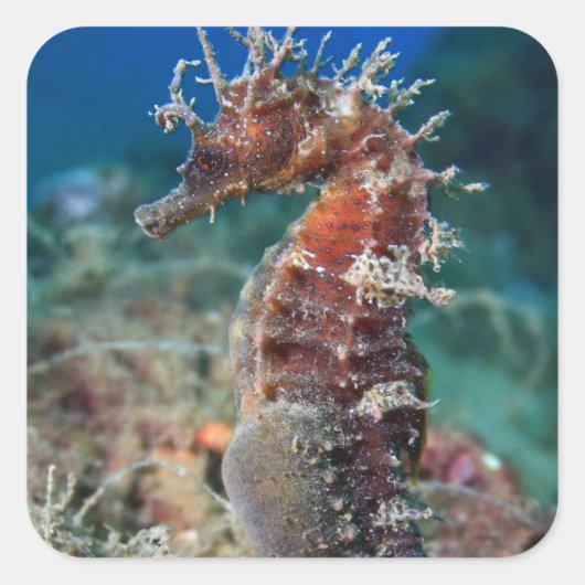 Meerpferd | Hippocampus Ramulosus Quadratischer Aufkleber (Vorderseite)