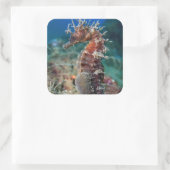 Meerpferd | Hippocampus Ramulosus Quadratischer Aufkleber (Tasche)