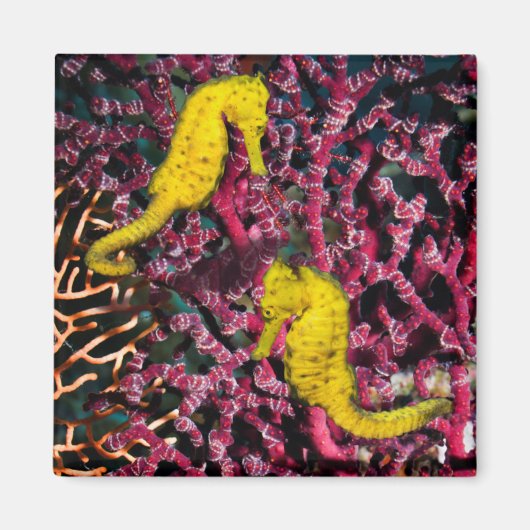 Meerpferd | Hippocampus Taeniopterus Magnet (Vorne)