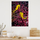 Meerpferd | Hippocampus Taeniopterus Poster (Küche)