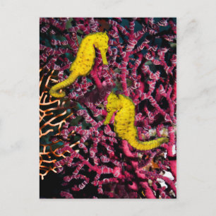 Meerpferd   Hippocampus Taeniopterus Postkarte