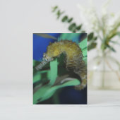 Meerpferd Postkarte (Stehend Vorderseite)