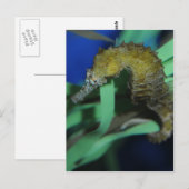 Meerpferd Postkarte (Vorne/Hinten)