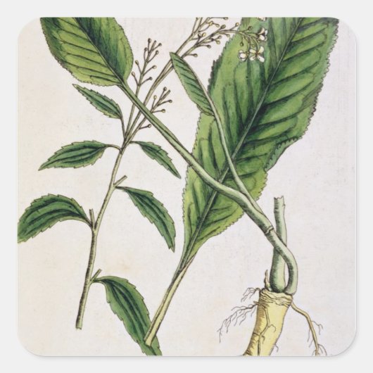 Meerrettich, überziehen 415 von "einem neugierigen quadratischer aufkleber (Vorderseite)