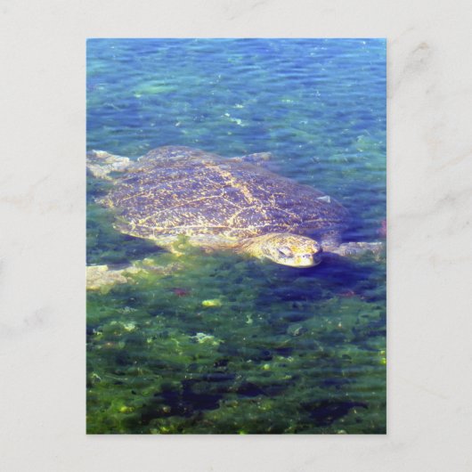 Meerschildkröten-Galapagos Postkarte (Vorderseite)