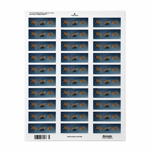 Meerschildkrötentrio (Vorne)