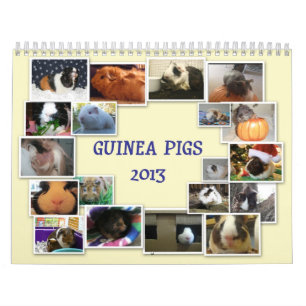 Meerschweinchen 2013 kalender