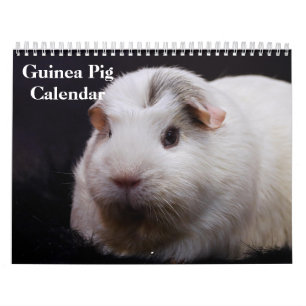Meerschweinchen 2027 kalender