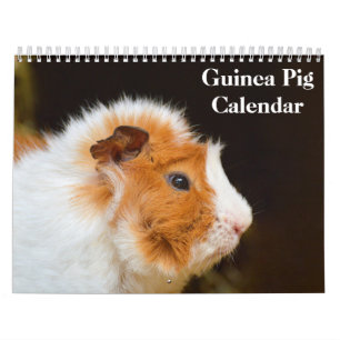 Meerschweinchen 2027 kalender