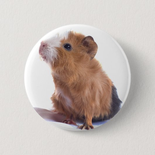 Meerschweinchen Button (Vorderseite)