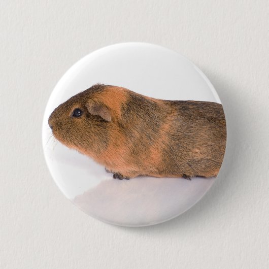 Meerschweinchen Button (Vorderseite)