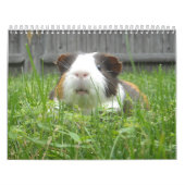 Meerschweinchen calander kalender (Titelbild)