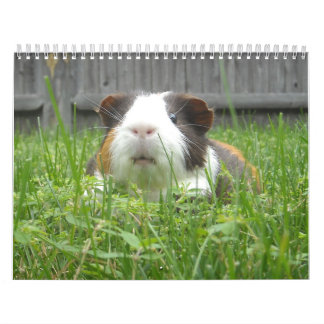 Meerschweinchen calander kalender