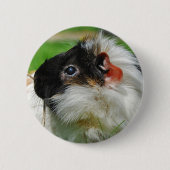 Meerschweinchen Chewie Button (Vorderseite)