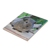 Meerschweinchen Fliese (Seite)