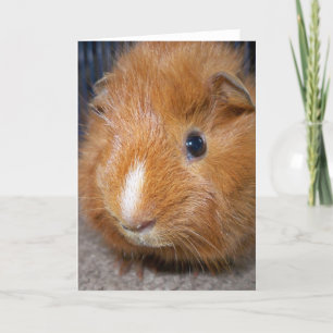 Meerschweinchen-Gruß-Karte Karte