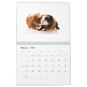 Meerschweinchen-Kalender 2014 Kalender (Feb 2027)