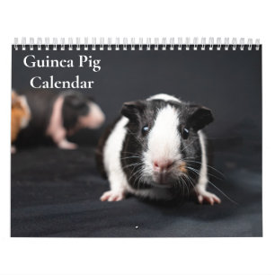 Meerschweinchen-Kalender 2027 Kalender