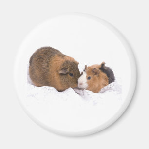 Meerschweinchen Magnet